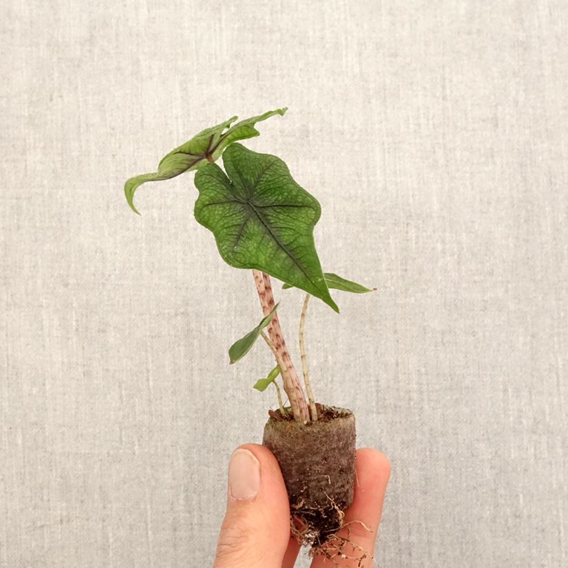 Exemplar von Alocasia Jacklyn - Pfeilblatt Mini-Pflanze wie im Frühjahr geliefert