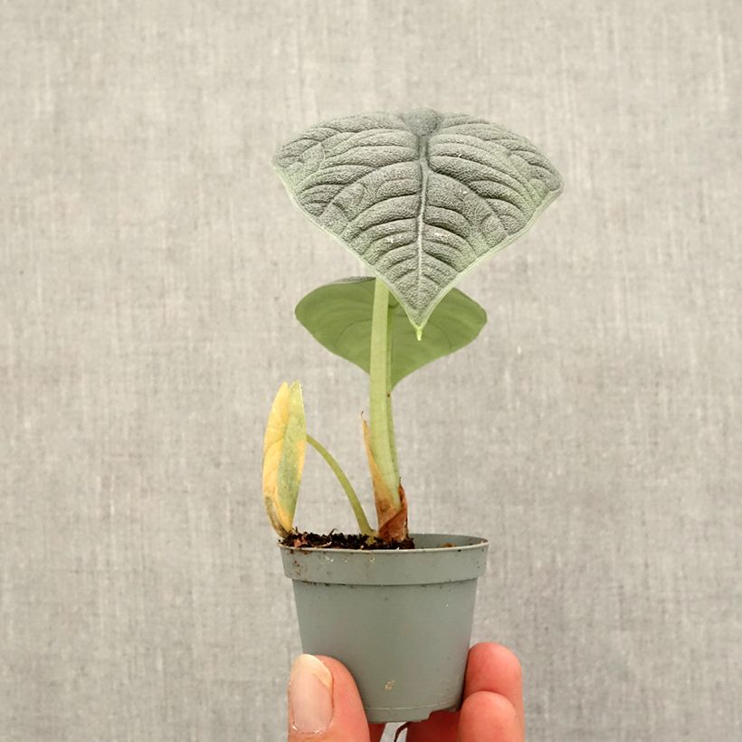 Exemplar von Alocasia melo - Pfeilblatt Mini-Pflanze wie im Herbst geliefert