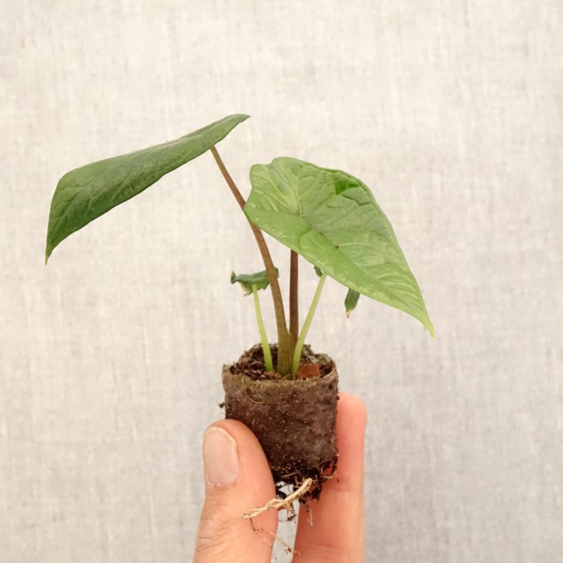 Example of Alocasia scalprum - Pfeilblatt Mini-Pflanze as you get in printemps