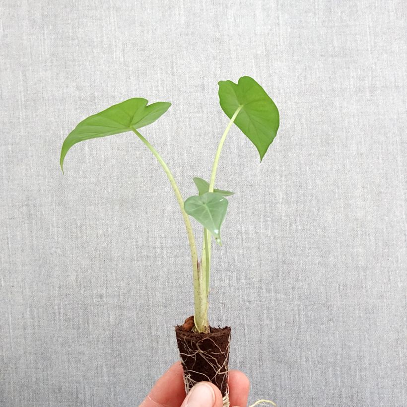 Exemplar von Alocasia Sumo - Pfeilblatt Mini-Pflanze wie im Frühjahr geliefert