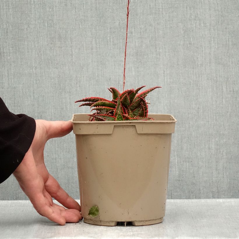 Exemplar von Aloe Christmas Carol Topf mit 3L/4L wie im Herbst geliefert