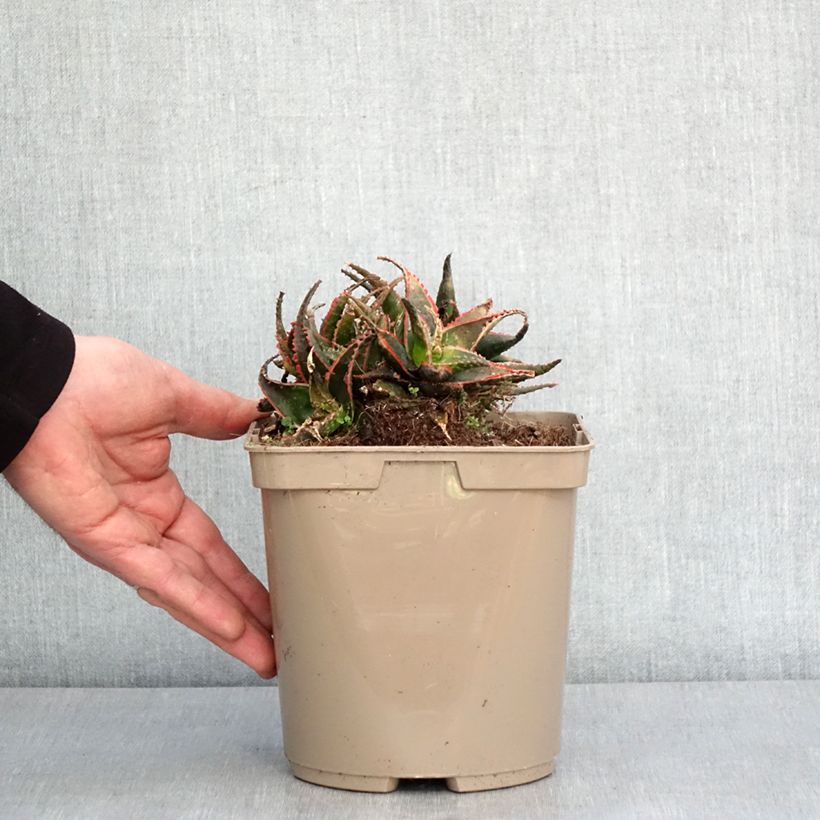 Example of Aloe Christmas Carol Topf mit 3L/4L as you get in hiver