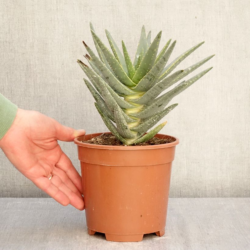 Exemplar von Aloe dichotoma - Köcherbaum Topf mit 2L/3L wie im Winter geliefert