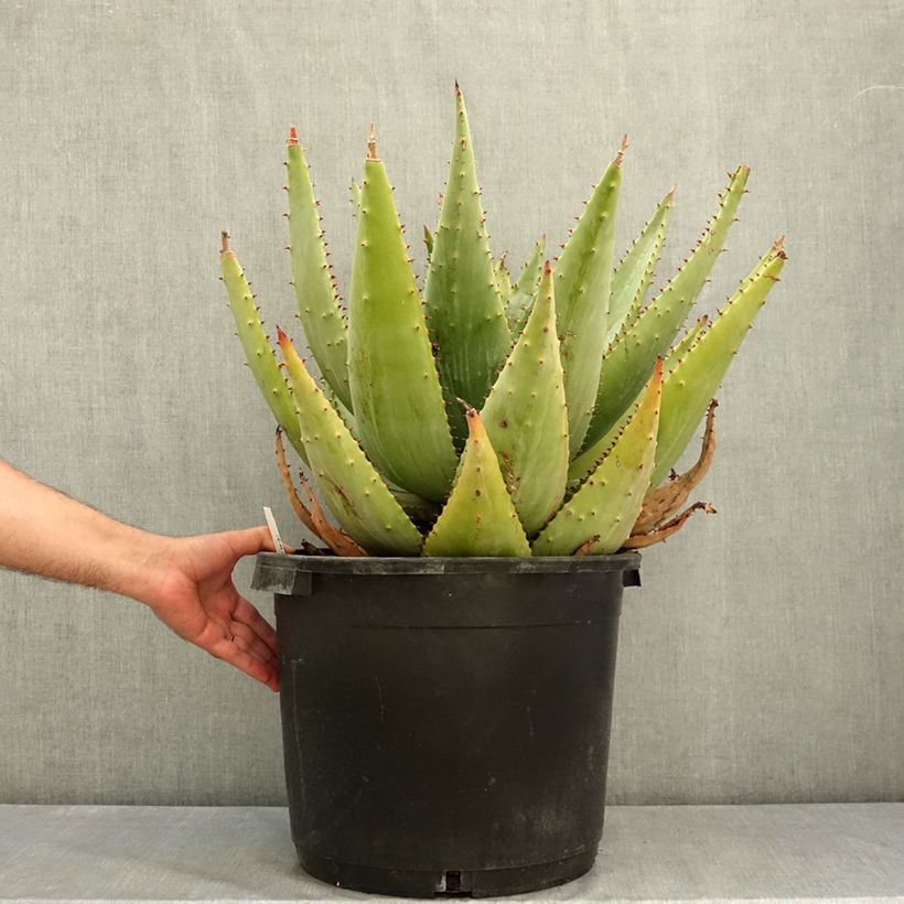 Exemplar von Aloe marlothii Topf mit 20L/25L wie im Sommer geliefert