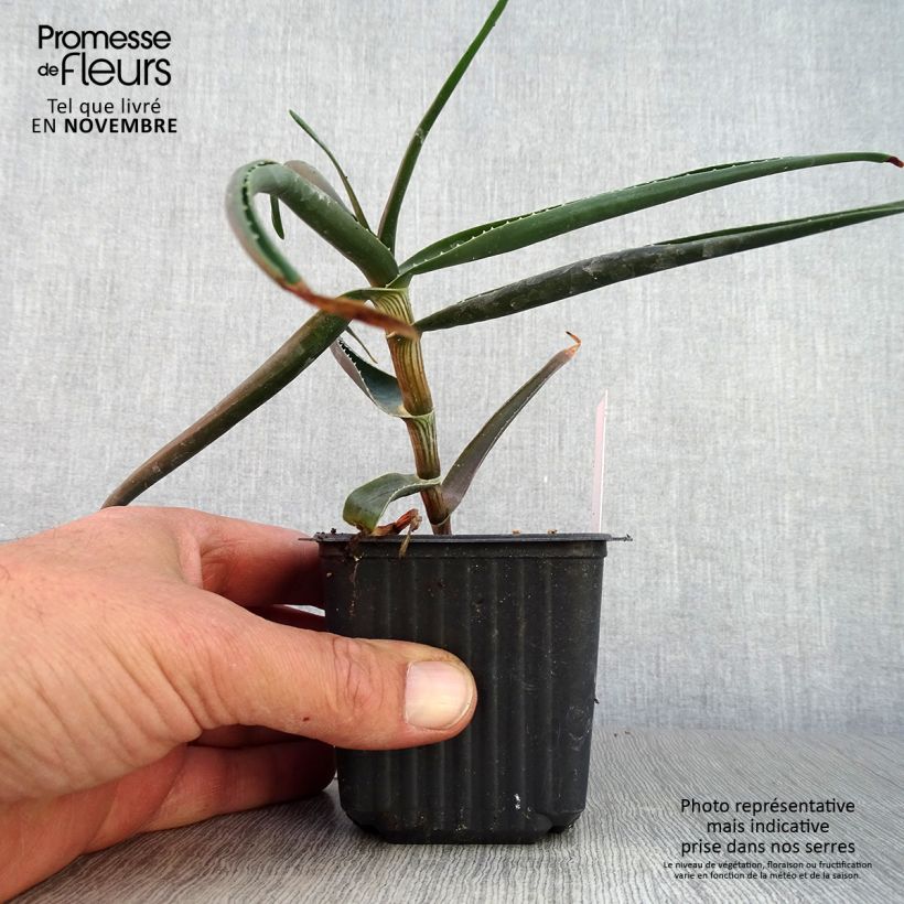 Exemplar von Aloe striatula ArticJungle - Aloès arbustif Godet de 8/9 cm wie im Herbst geliefert