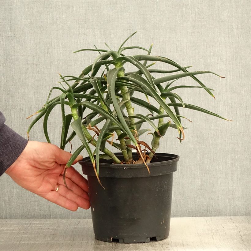 Example of Aloe striatula Topf mit 2L/3L as you get in printemps