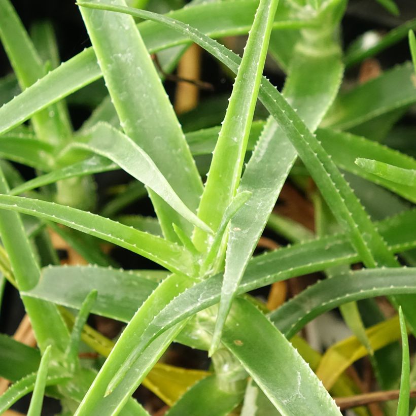 Aloe striatula ArticJungle (Foliage)