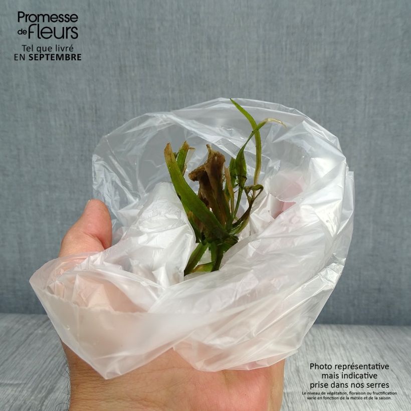 Exemplar von Stratiotes aloïdes - Krebsschere Box wie im Herbst geliefert