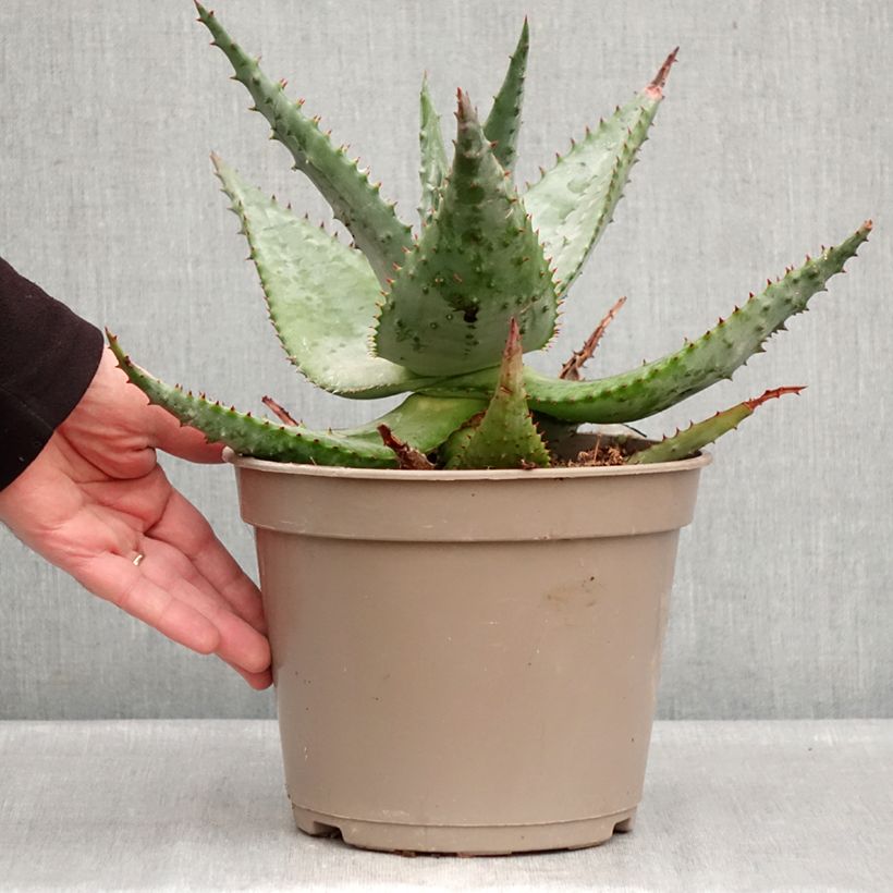 Example of Aloe ferox - Kap-Aloe Topf mit 4L/5L as you get in hiver