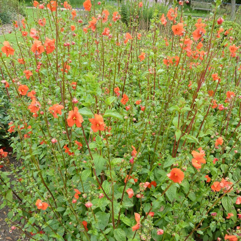 Alonsoa meridionalis Improved Fireball (Plant habit)