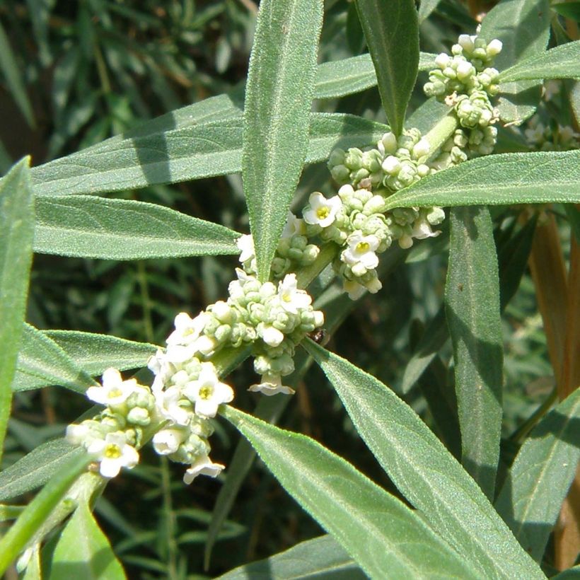 Zitronenstrauch - Aloysia polystachia (Flowering)