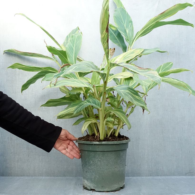 Exemplar von Alpinia zerumbet Variegata - Muschelingwer Topf mit 4L/5L wie im Herbst geliefert