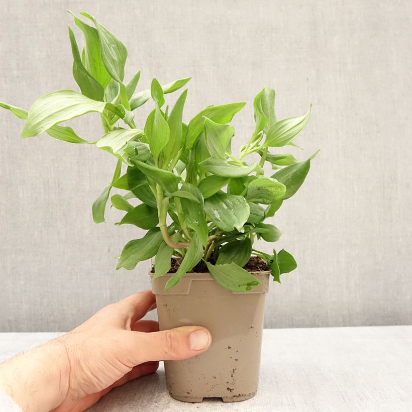 Exemplar von Alstroemeria Duc d'Anjou Jean - Inkalilie Topf mit 1L/1,5L wie im Frühjahr geliefert