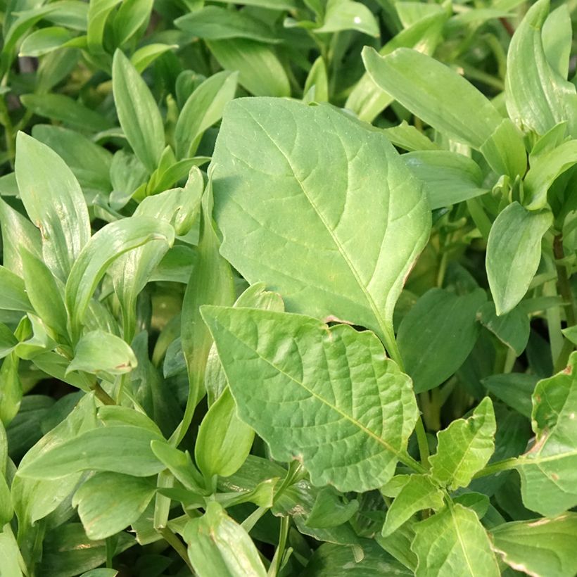 Alstroemeria Duc d'Anjou Nicolas - Inkalilie (Laub)