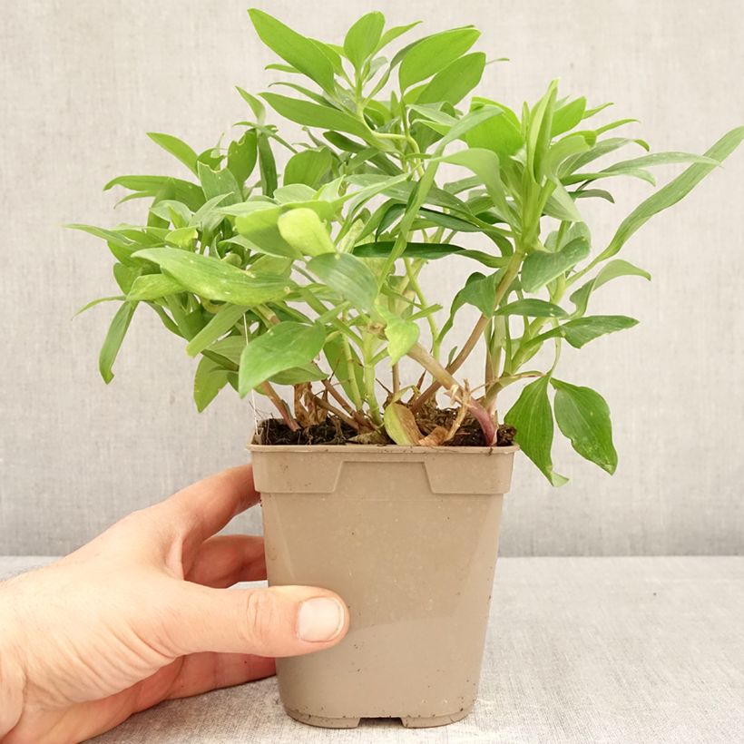 Exemplar von Alstroemeria Duc d'Anjou William - Inkalilie Topf mit 1L/1,5L wie im Frühjahr geliefert