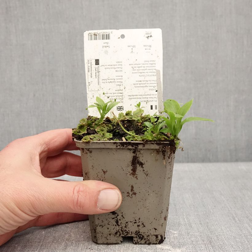 Exemplar von Alstroemeria Duchesses Anne - Inkalilie Kleine Töpfe von 8/9 cm wie im Winter geliefert