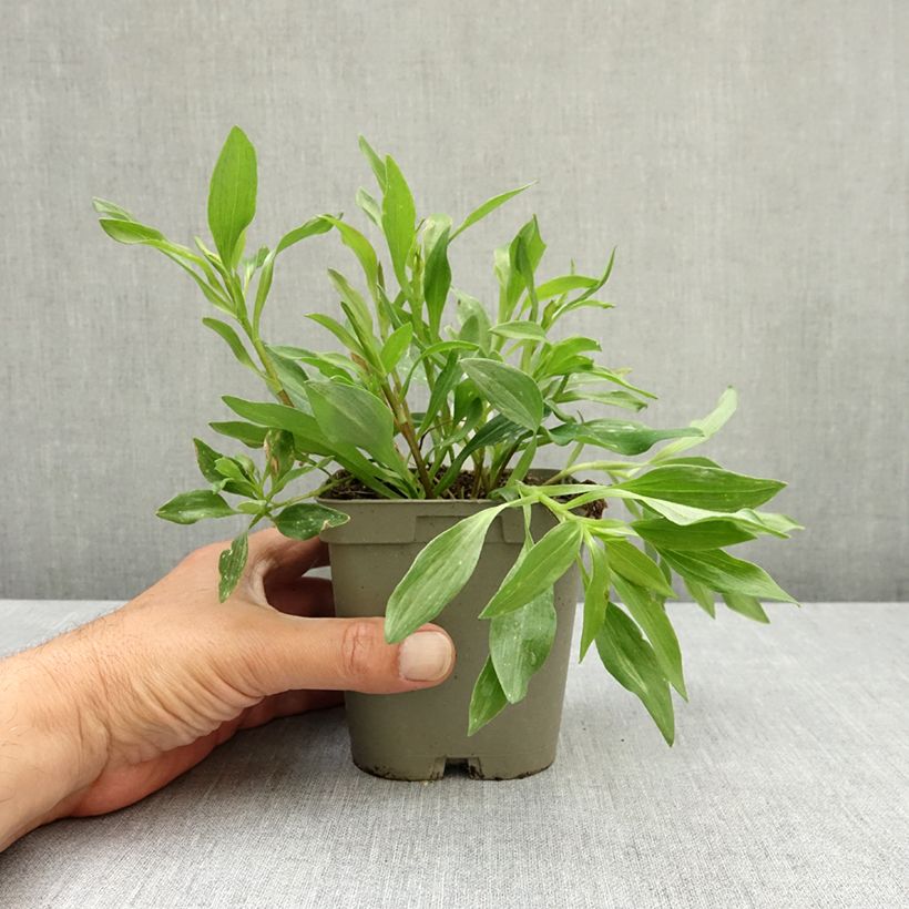 Exemplar von Alstroemeria Duchesses d'Anjou Valentine - Inkalilie Topf mit 1L/1,5L wie im Frühjahr geliefert