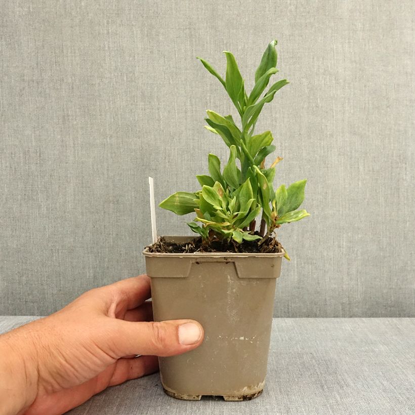 Exemplar von Alstroemeria Duchesses Diane - Inkalilie Topf mit 1L/1,5L wie im Frühjahr geliefert