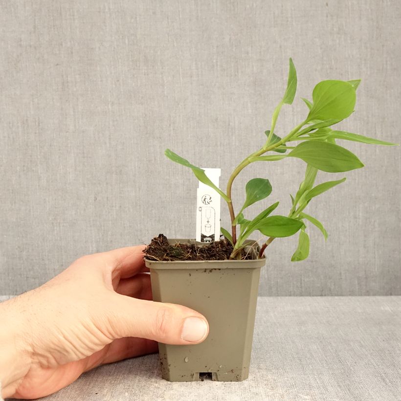 Exemplar von Alstroemeria Majestic Liré - Inkalilie Kleine Töpfe von 8/9 cm wie im Winter geliefert