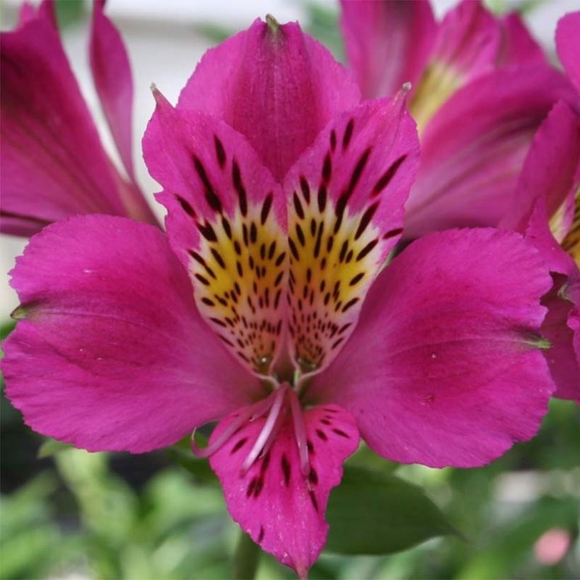 Alstroemeria Majestic Montsoreau - Inkalilie (Flowering)