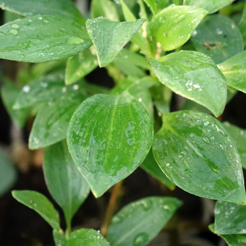 Alstroemeria Majestic Montsoreau - Inkalilie (Foliage)