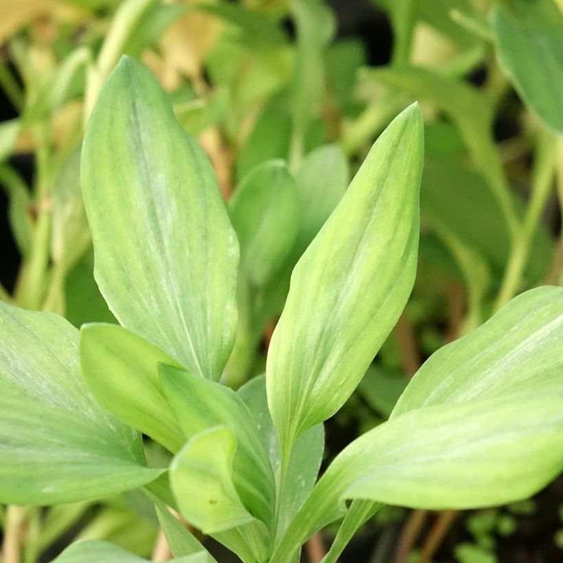 Alstroemeria Majestic Briançon - Inkalilie (Laub)