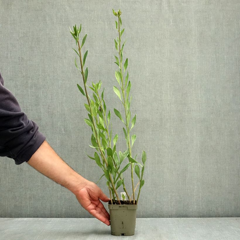 Exemplar von Alstroemeria Majestic Chartrené - Inkalilie Topf mit 1L/1,5L wie im Sommer geliefert