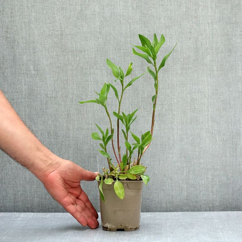 Exemplar von Alstroemeria Majestic Chartrené - Inkalilie Topf mit 1L/1,5L wie im Frühjahr geliefert