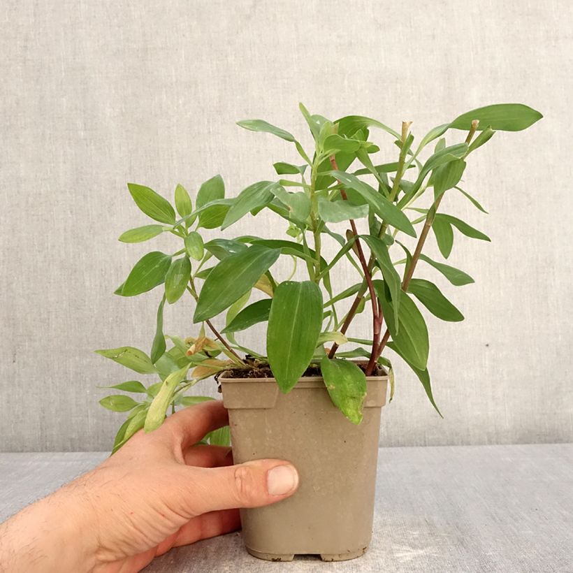 Exemplar von Alstroemeria Majestic Chinon - Inkalilie Topf mit 1L/1,5L wie im Frühjahr geliefert
