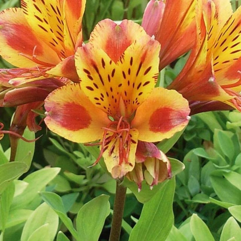 Alstroemère - Alstroemeria Inca Exotica (Blüte)
