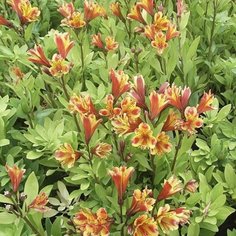Alstroemère - Alstroemeria Inca Exotica (Wuchs)