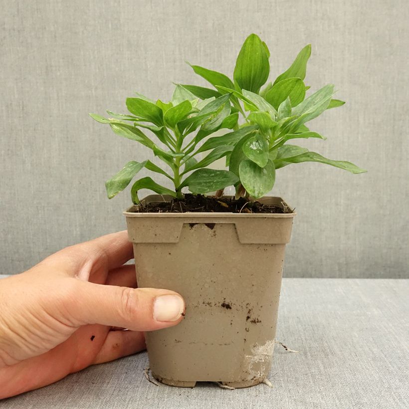 Exemplar von Alstroemeria Pitchounes Charlotte - Inkalilie Topf mit 1L/1,5L wie im Frühjahr geliefert