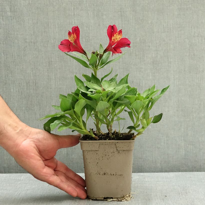 Exemplar von Alstroemeria Pitchounes Gaspard - Inkalilie Topf mit 1L/1,5L wie im Sommer geliefert