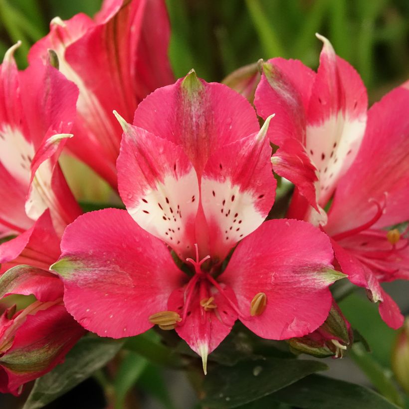 Alstroemeria Pitchounes Lily Rose - Inkalilie (Blüte)