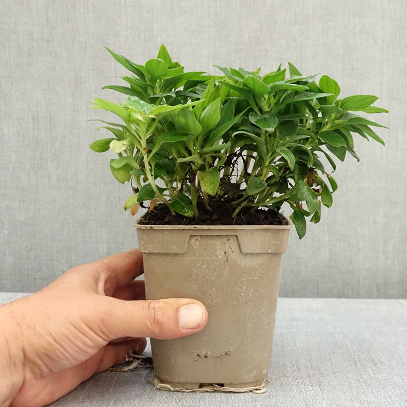Exemplar von Alstroemeria Pitchounes Lily Rose - Inkalilie Topf mit 1L/1,5L wie im Frühjahr geliefert