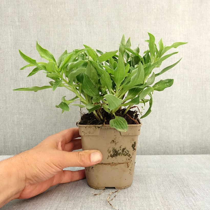 Exemplar von Alstroemeria Pitchounes Lola - Inkalilie Topf mit 1L/1,5L wie im Frühjahr geliefert