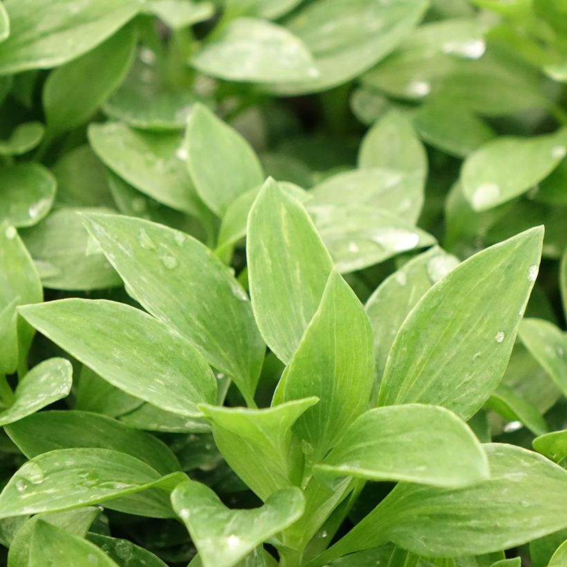 Alstroemeria Pitchounes Oceane - Inkalilie (Laub)