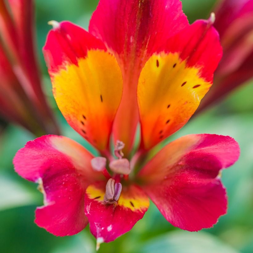 Alstroemère - Alstroemeria Inca Pulse (Blüte)