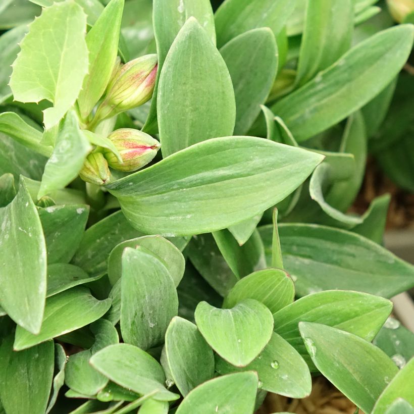 Alstroemeria Incalys Cherry - Inkalilie (Laub)