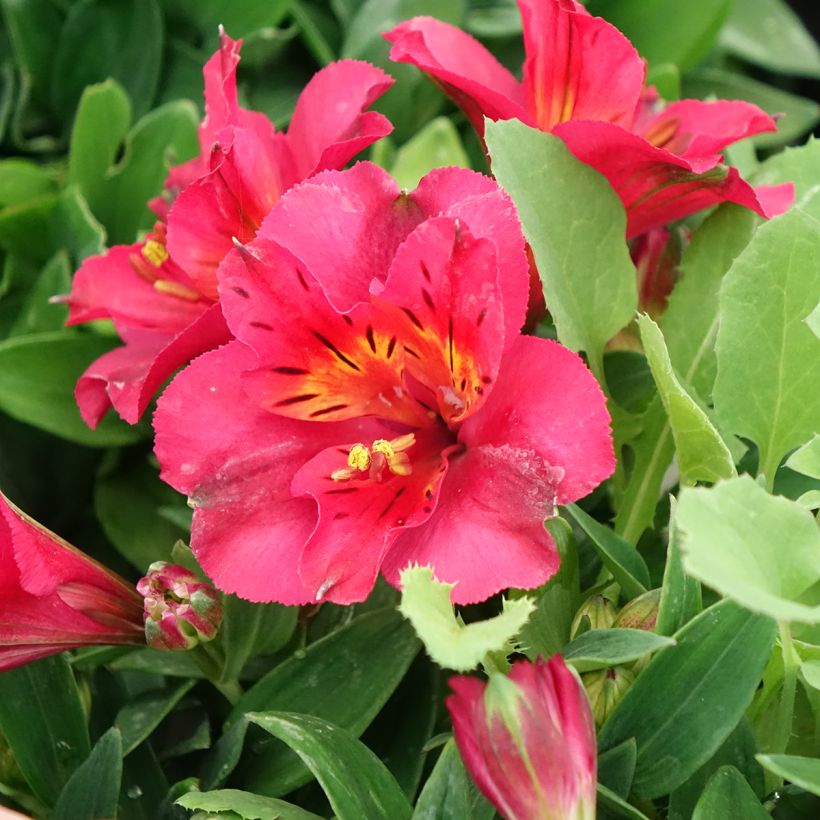 Alstroemeria Incalys Cherry - Inkalilie (Blüte)