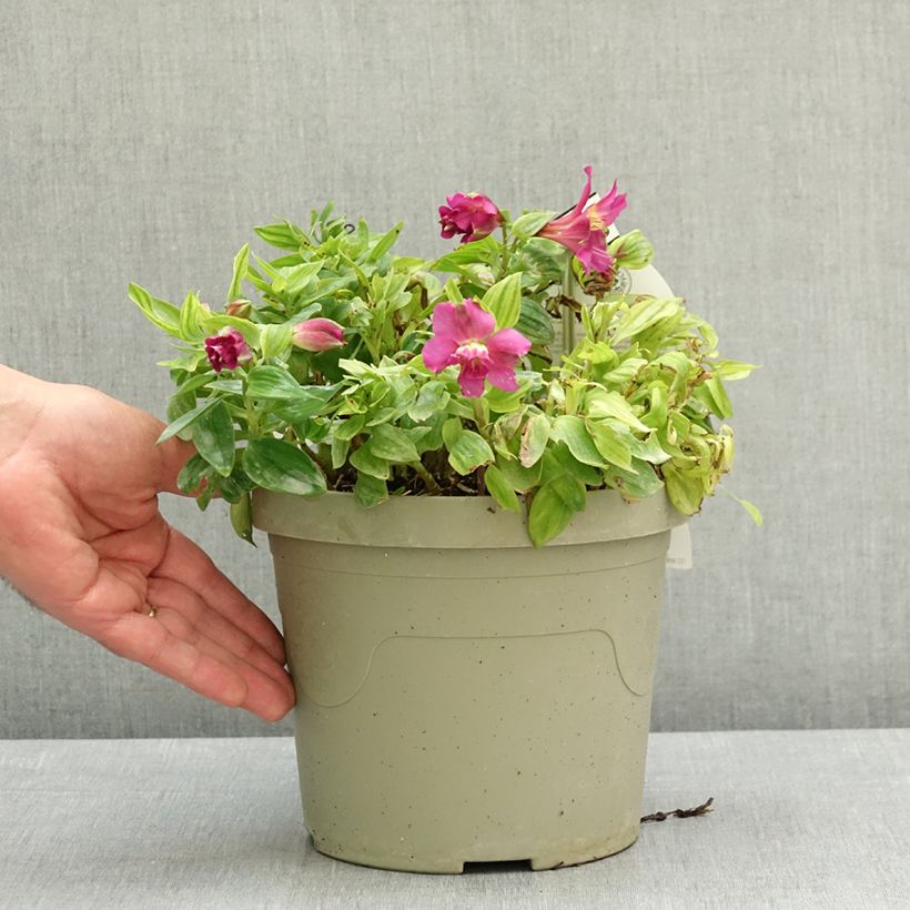 Exemplar von Alstroemeria Incalys Purple - Inkalilie Topf mit 3L/4L wie im Frühjahr geliefert