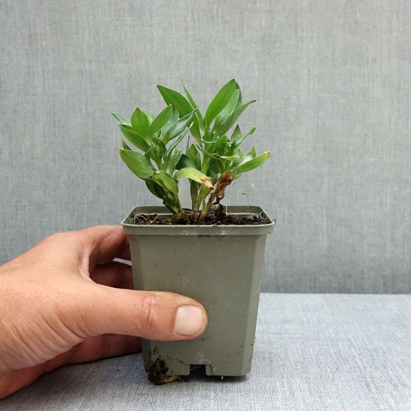 Exemplar von Alstroemeria Incalys Salmon - Inkalilie Kleine Töpfe von 8/9 cm wie im Frühjahr geliefert
