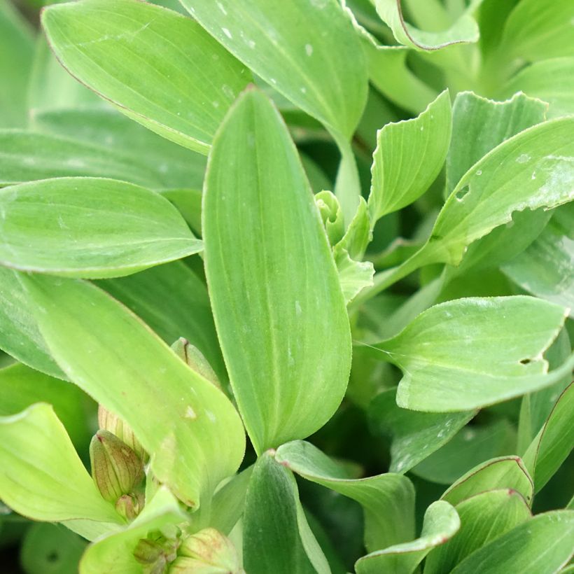 Alstroemeria Incalys Salmon - Inkalilie (Laub)