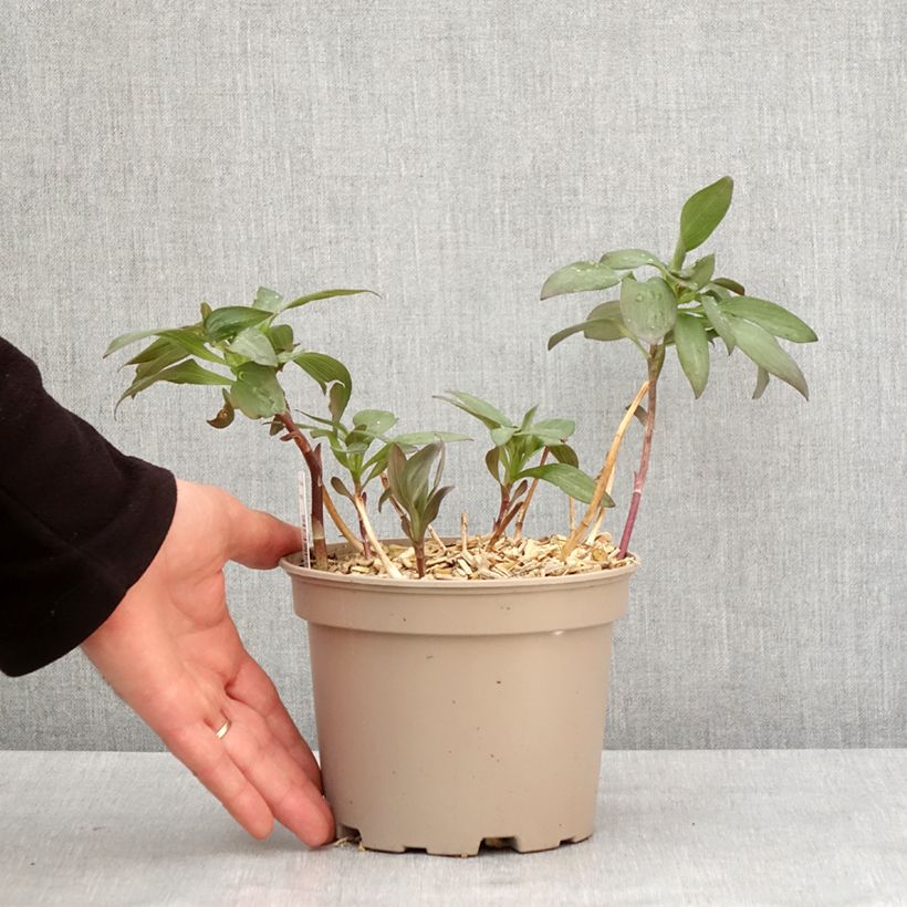 Exemplar von Alstroemeria Indian Summer - Lis des Incas Pot de 2L/3L wie im Winter geliefert