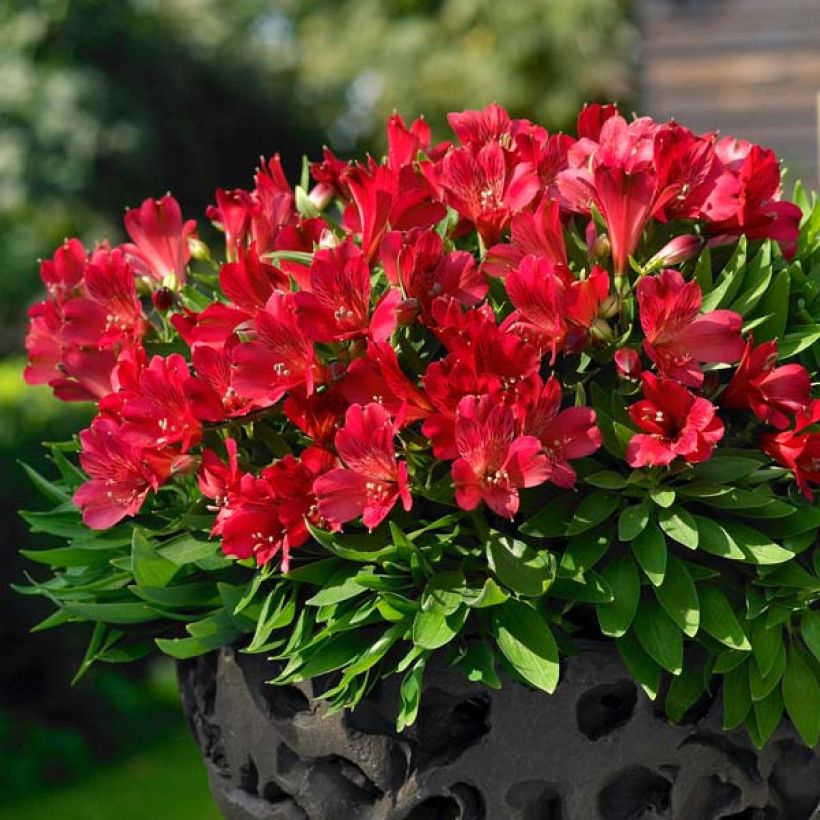 Alstroemeria Inticancha Red ou Valentino - Inkalilie (Wuchs)