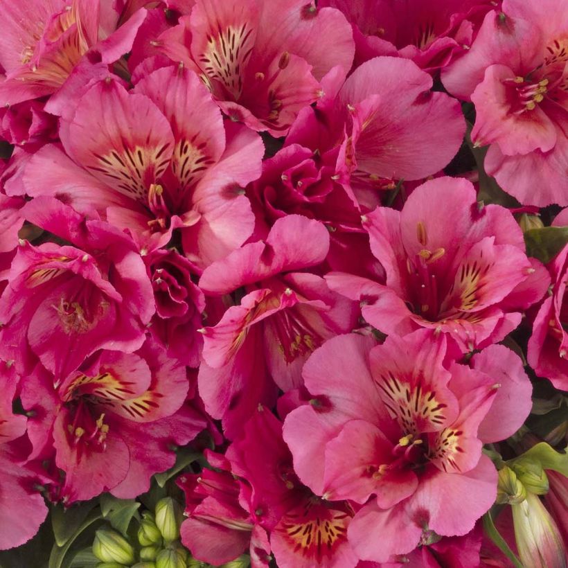 Alstroemeria Inticancha Sun Malaga - Inkalilie (Blüte)