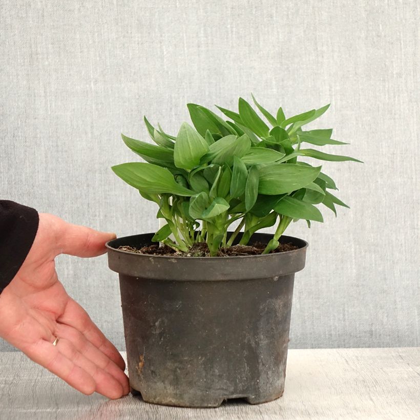 Exemplar von Alstroemeria Inticancha White Pink Blush - Inkalilie Kleine Töpfe von 8/9 cm wie im Frühjahr geliefert