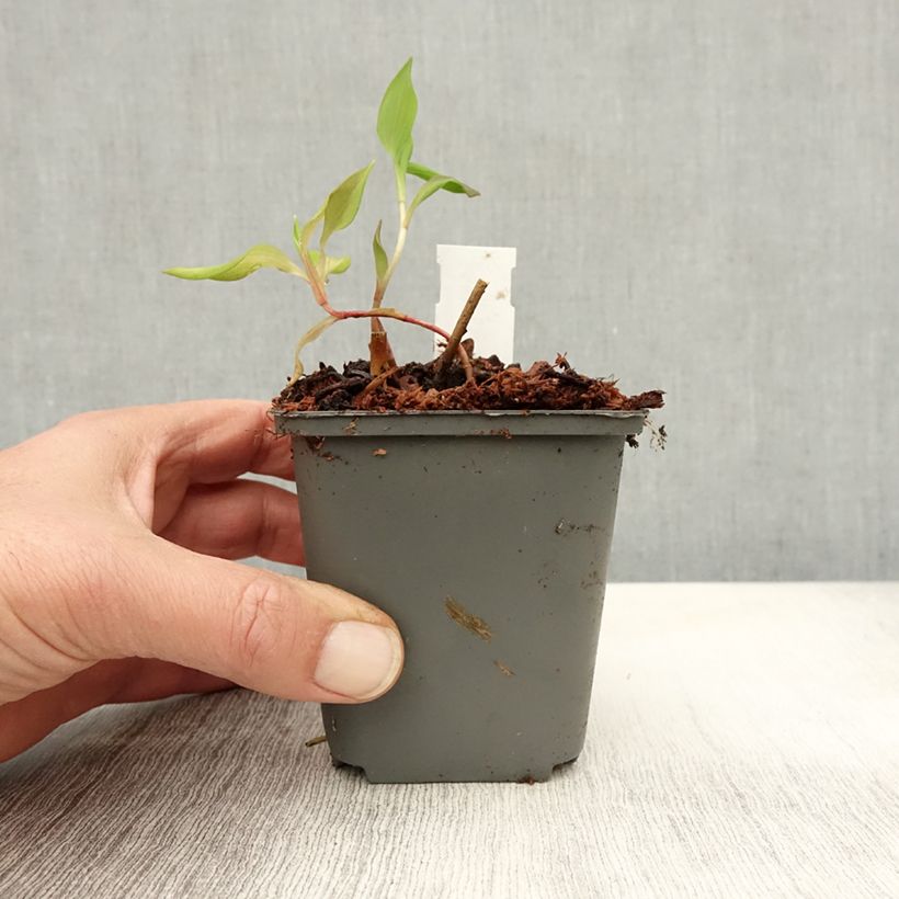 Exemplar von Alstroemeria Mauve Majesty - Inkalilie Kleine Töpfe von 8/9 cm wie im Herbst geliefert