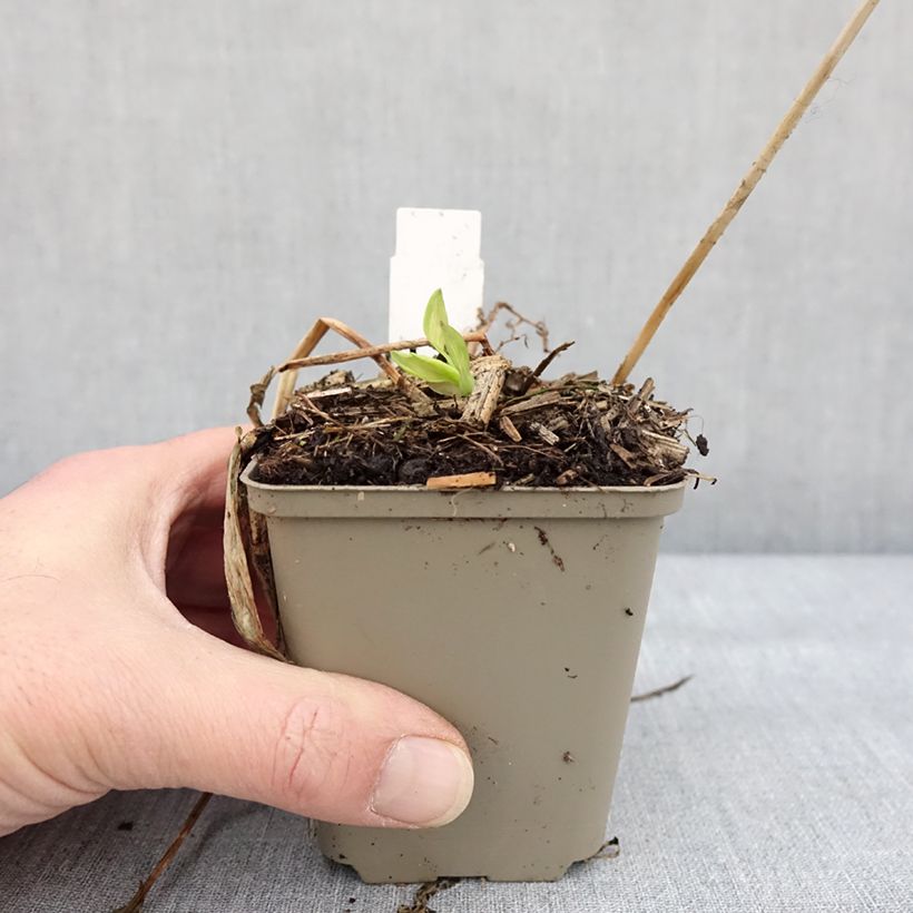 Exemplar von Alstroemeria Rock'n roll - Lis des Incas Godet de 8/9 cm wie im Winter geliefert