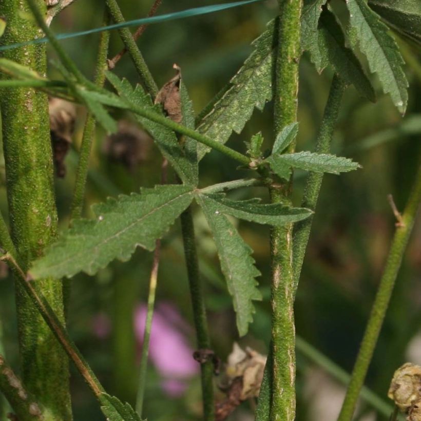 Althaea cannabina - Hanf-Stockmalve (Foliage)